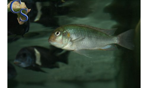 Pseudosimochromis curvifrons Isanga